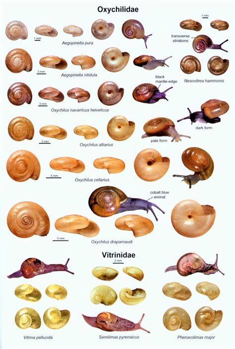 Freshwater Snail Identification