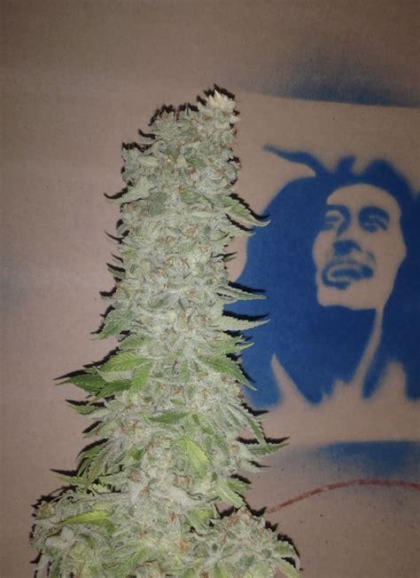 Sour Diesel Feminized Seeds Medusa Seed Bank