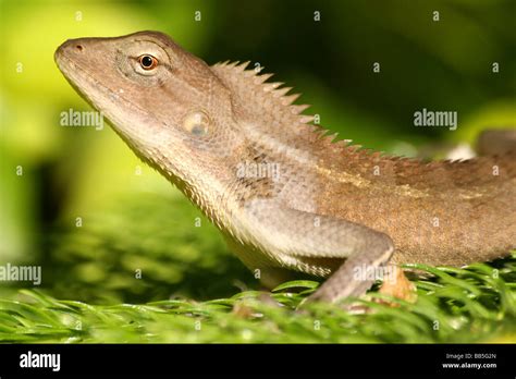 Oriental Lizard Indian Hi Res Stock Photography And Images Alamy