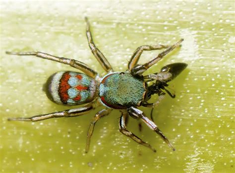 Metallic Green Jumping Spider Project Noah