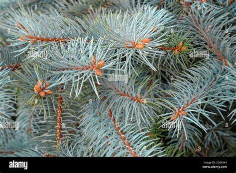 Natural Picea Pungens Or Colorado Blue Spruce Branches With Young Cones