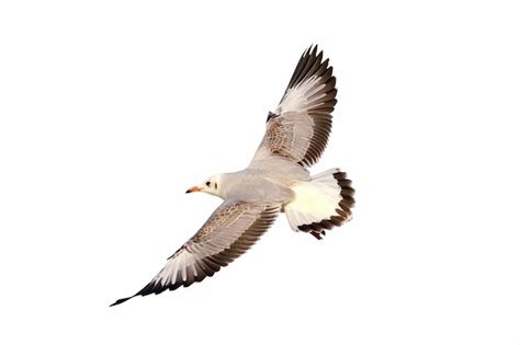 Premium Photo Beautiful Seagull Flying Isolated On White Background