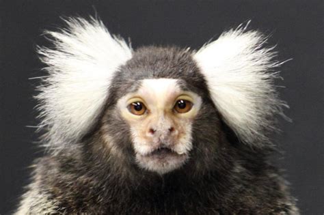 Marmoset Monkey