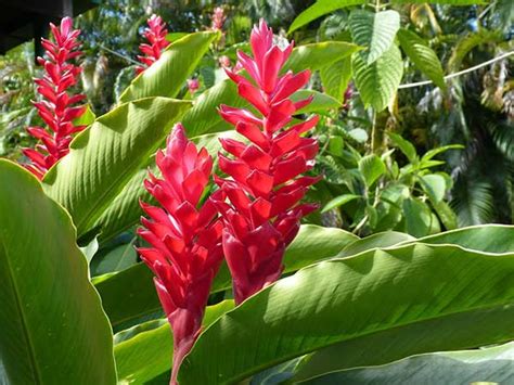 Como Plantar E Cuidar Da Flor Helic Nia Guia De Jardinagem