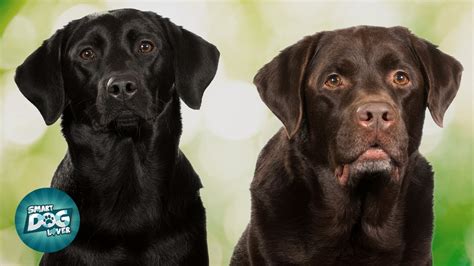 English Chocolate Lab Puppies For Sale In New England / Dole Hill ...