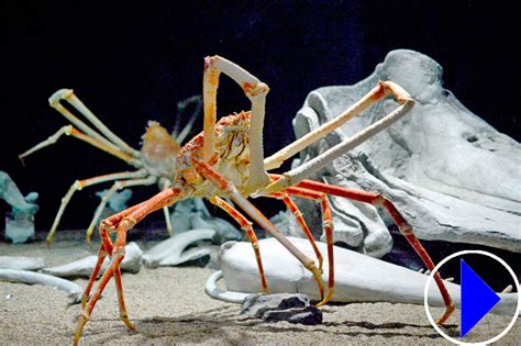 Japanese Spider Crab | Live Streaming Webcam | Monterey Bay Aquarium