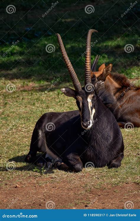 A Black Male Sable Antelope Laying Down Stock Image - Image of niger ...