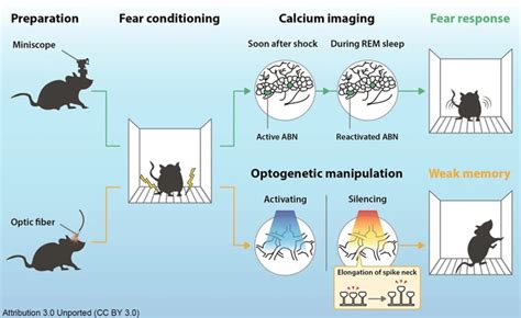 The Importance Of REM Sleep In Memory Consolidation Unlocking The