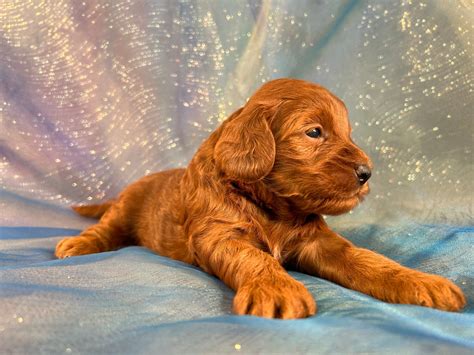 Dark Red F1b Miniature Bernedoodles