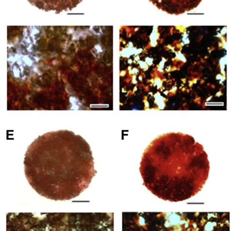 3d Mineralization In Vitro Visualised With Alizarin Red S Staining