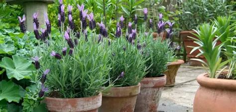 Lavender Plant Guides Advice The Plant Experts