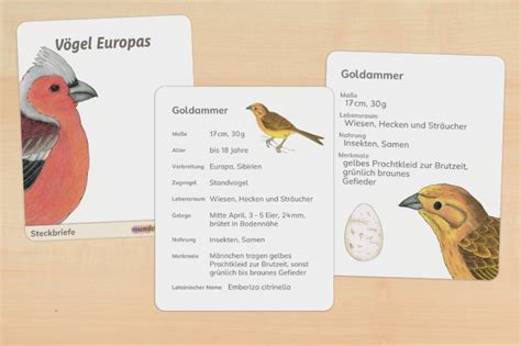 Steckbrief Europ Ische V Gel Fach Differenziert Gedruckt Und