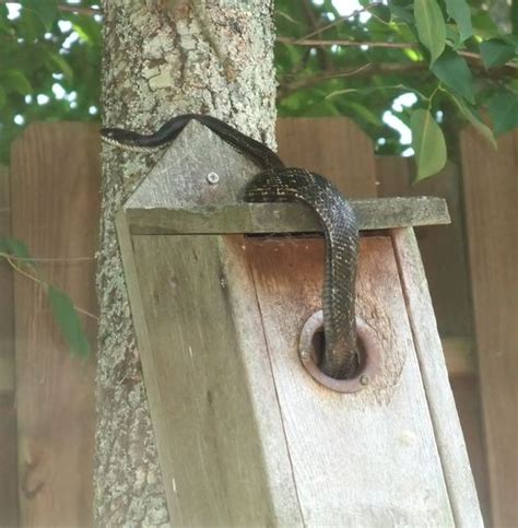 Wooden Mourning Dove Nesting Box Plans Pdf Plans