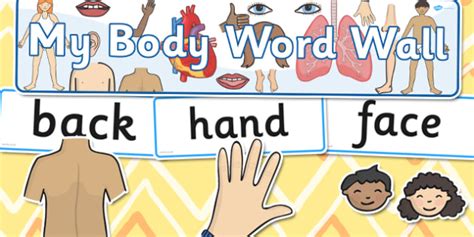 My Body Word Wall Pack Teacher Made