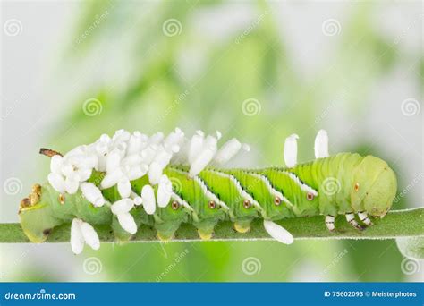 Tobacco Hornworm Eggs