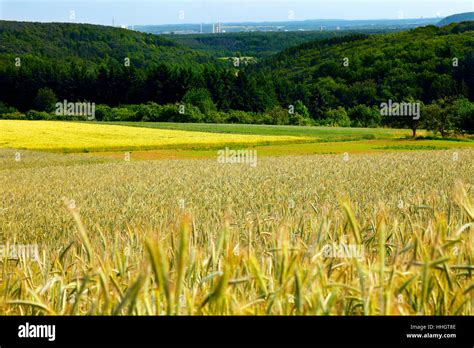 Field Sight View Outlook Perspective Vista Panorama Lookout Ear