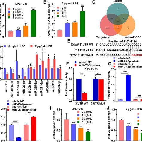 Mir P Negatively Regulates Signaling Pathways In Ros Response And