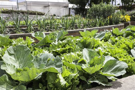 Fazenda Urbana De Curitiba Ensina A Cultivar Hortas E Repelir Pragas