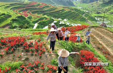 江西婺源篁岭梯田 夏日里的花海美景（图）国家旅游地理探索自然 传播人文 愉悦身心