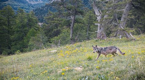 Avant Premi Res Du Film Vivre Avec Les Loups La Salamandre