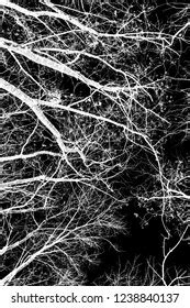 Naked Tree Branches On Black Background Stock Photo