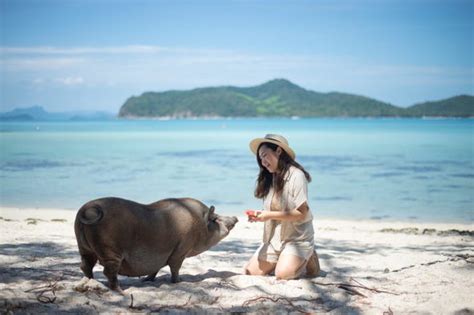 Pig Island Day Trip From Koh Samui Introducingbangkok