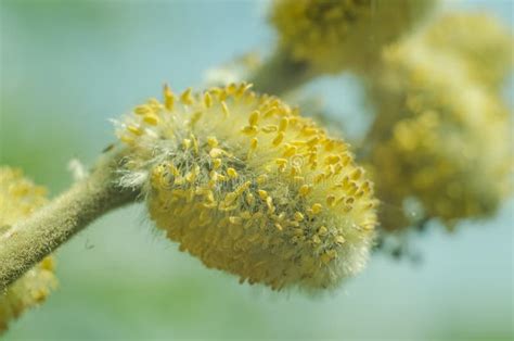 Fluffy Pussy Willow Bud Close Up On A Blue Background Stock Image