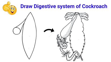 How To Draw Labelled Diagram Of Digestive System Of Cockroach In Easy