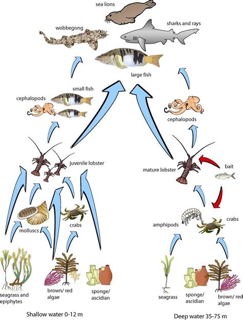 Aquatic Food Web Diagram