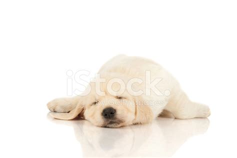 Sleeping Puppy Golden Retriever Stock Photo | Royalty-Free | FreeImages