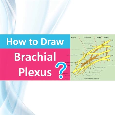 Drawing Brachial Plexus Simple Tips To Draw Rish Academy