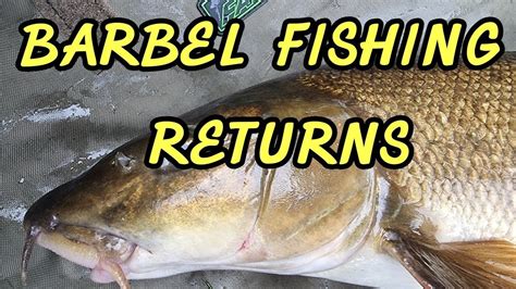 Barbel Fishing On The River Severn Youtube