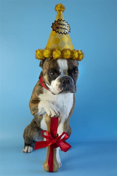 Funny Boston Terrier Wishes Happy Birthday In A Festive Hat And With A