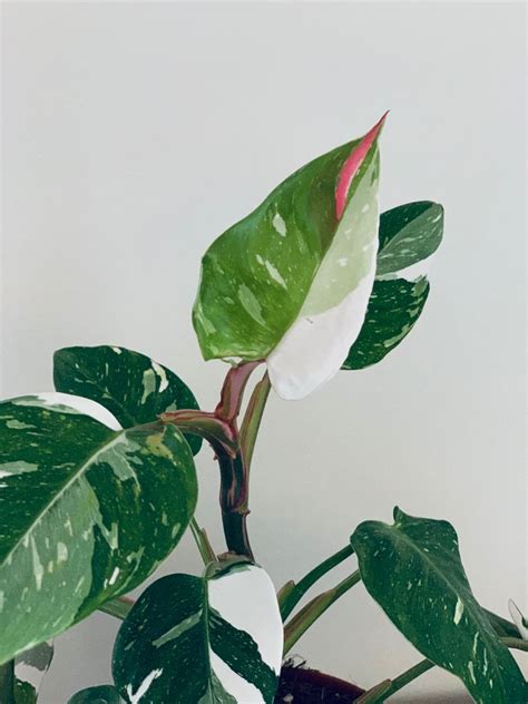 Philodendron Pastazanum How To Grow Step By Step Guide Artofit