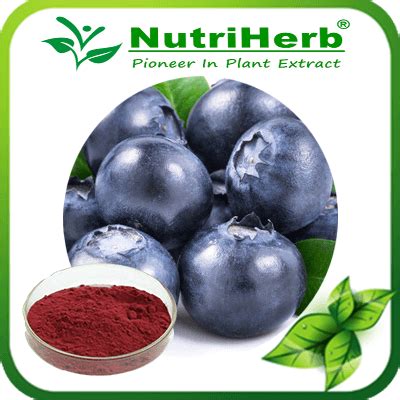Bilberry Extract,Bilberry Fruit Extract Anthocyanin Supplier and ...
