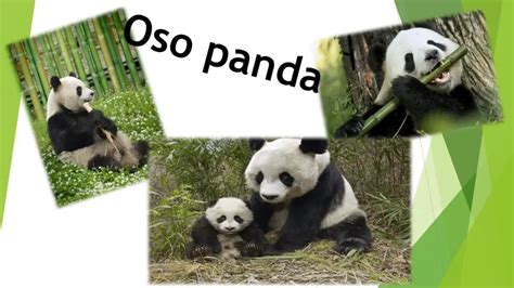 Oso Panda Origen Características Alimentación Hábitat Y Más