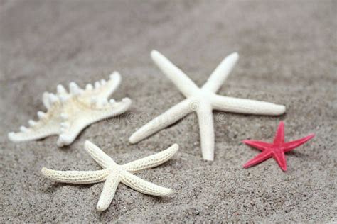 Estrelas Do Mar Na Areia Da Praia Imagem De Stock Imagem De Clima