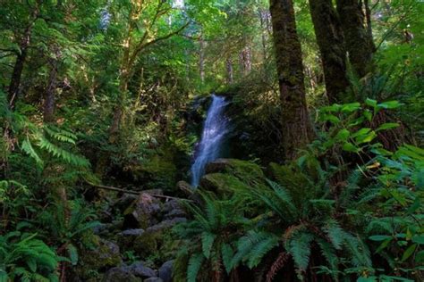 6 Rainforests In The United States Pictures And Facts Wildlife Informer