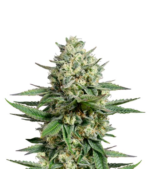 Dinafem Og Kush Cbd Seeds Green Parrot