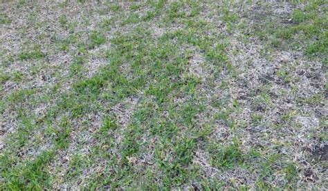 St Augustine Grass Disease Identification Fungus Tarr Take All Patch