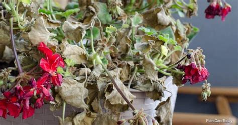 Geranium Stem Rot What Is It And How To Control Rotting Stems