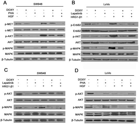 A B Detection Of Akt And Mapk Signaling In Sw And Lovo Cells By