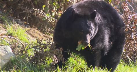 Black Bear Attacks Woman Running On Salmon Arm B C Trail Globalnews Ca