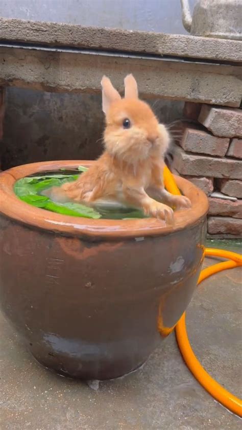 Cutest Bunny Ever Adorable Bunny Moments You Cant Miss 🐰💕 Video