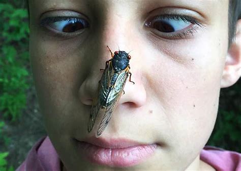 How Close Will Central New York Be To 2024′s Rare Cicada Explosion