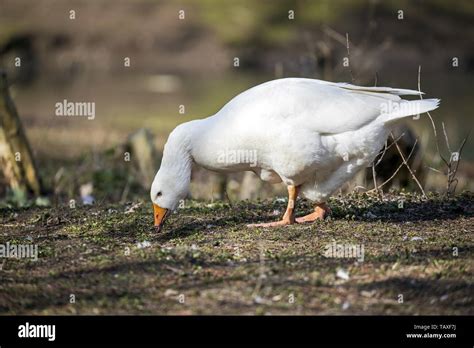 Pomeranian Goose Hi Res Stock Photography And Images Alamy