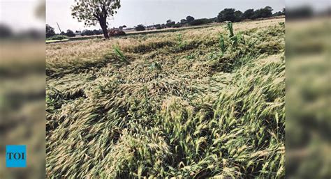 Unseasonal Rainfall Damages Crops On 19000 Ha Across Nashik Division