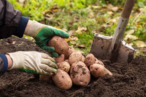 How To Grow Potatoes In Your Garden Big Blog Of Gardening