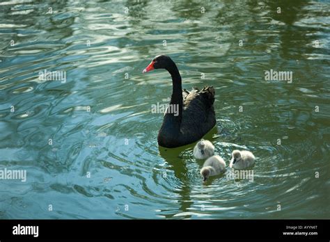 Black Swan With Three Cygnets Stock Photo Alamy