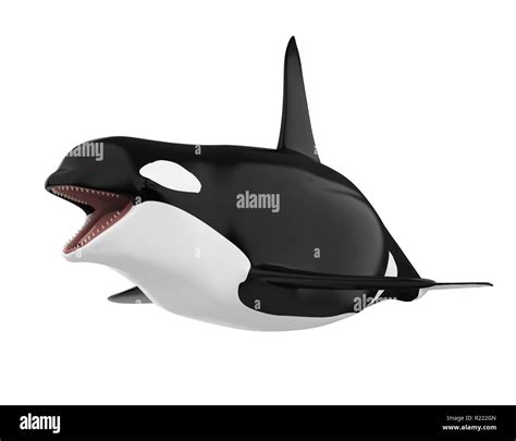 Orca whale teeth animal hi-res stock photography and images - Alamy